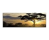 Paul Sinus Art Panoramabild auf Leinwand und Keilrahmen 150x50cm Afrika Landschaft Bäume Sonnenuntergang