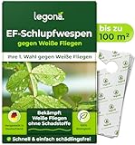 Legona® EF-Schlupfwespen gegen Weiße Fliegen | 10 Karten für 100 m² | 1 Lieferung als Präventivbehandlung | Effektiv Gewächshausmottenschildläuse bekämpfen | Biolog